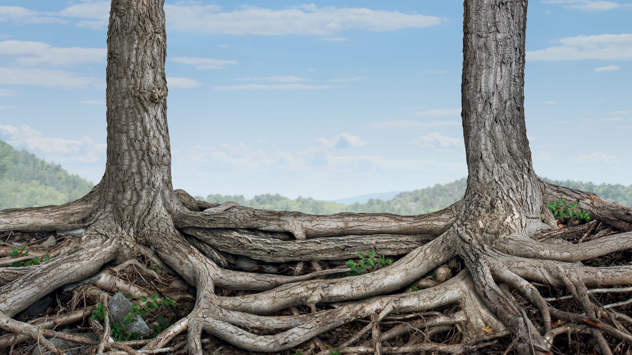 Trees with entwined roots