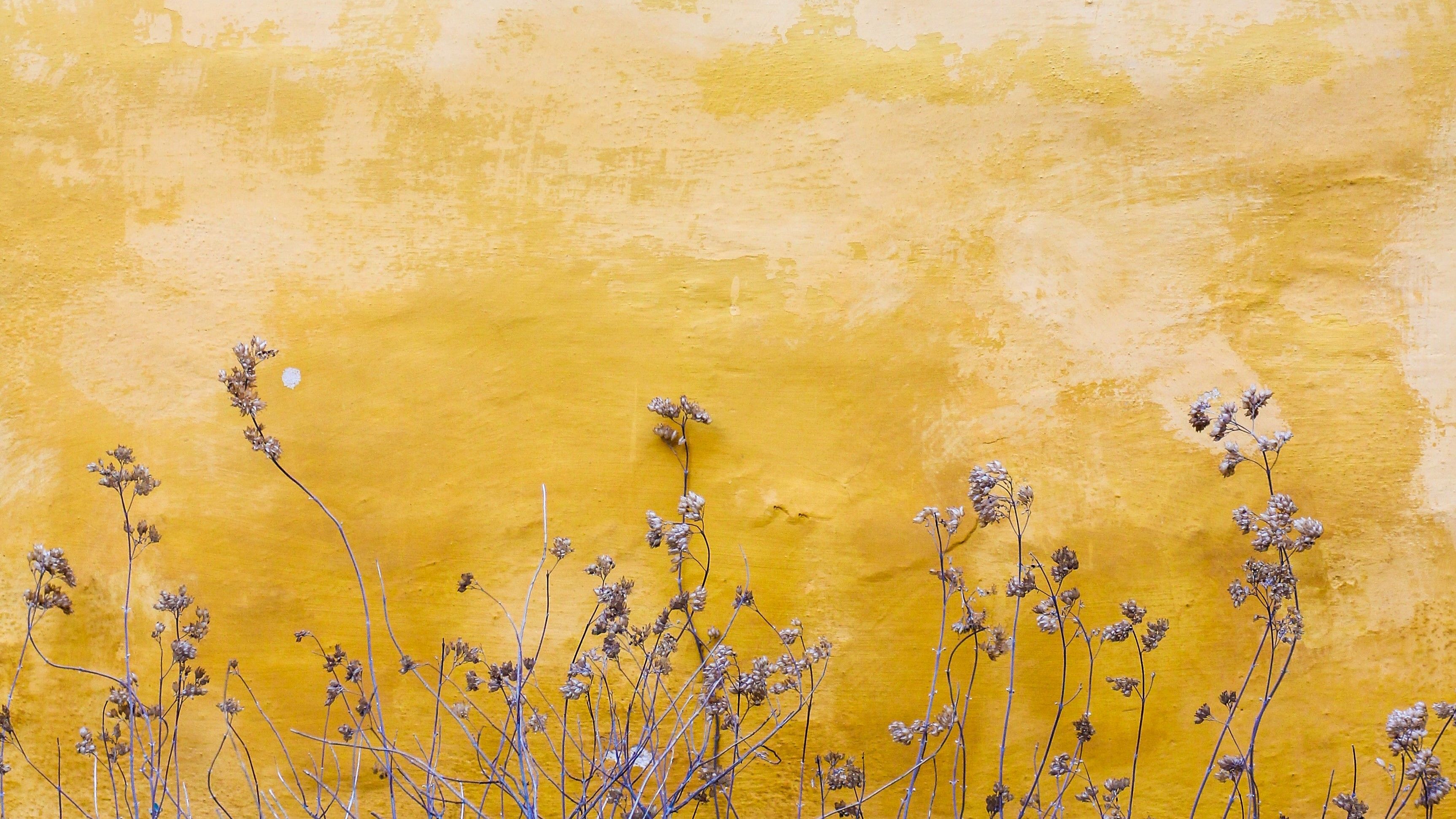 Yellow wall and flowers
