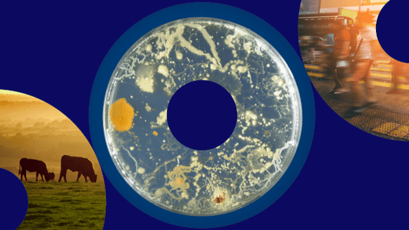 Livestok, petri dish with bacteria, people in city street.